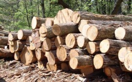 Красноярские лесничества продали на бирже первую древесину