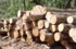 Красноярские лесничества продали на бирже первую древесину