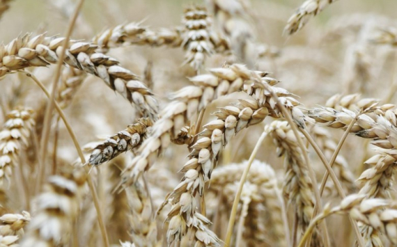 Минсельхоз: Россия идет на рекорд по экспорту зерновых